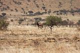 Ethiopia - Netch Sar Park - 70 - Swaynes Hartebeest